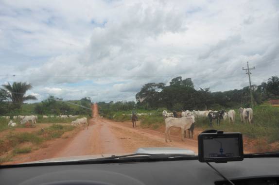 Gado, visão comum ao longo da Transamazônica - PA
